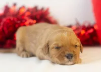 Douglas - Micro, a male Goldendoodle for sale in Goshen, IN – Photo 4 of 4