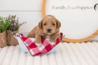 Mason - Mini, a male Miniature Goldendoodle for sale in Goshen, IN – 3 of 4
