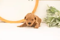 Evan - Medium, a male Goldendoodle for sale in Goshen, IN – 3 of 3