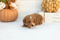 Adam - Mini, a male Goldendoodle for sale in Goshen, IN – 4 of 4