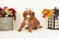 Evelyn - Medium, a female Goldendoodle for sale in Goshen, IN – 3 of 4