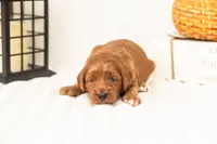 Dottie - Micro, a female Goldendoodle for sale in Goshen, IN – 2 of 4