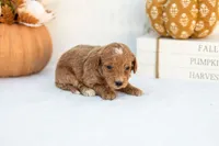 Anna - Mini, a female Goldendoodle for sale in Goshen, IN – 3 of 3