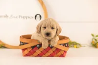 Chip - Medium, a male Goldendoodle for sale in Goshen, IN – 2 of 4
