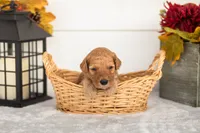 Jasper - Micro, a male Goldendoodle for sale in Goshen, IN – 2 of 4