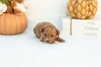 Ashley - Mini, a female Goldendoodle for sale in Goshen, IN – 4 of 4