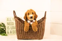 Maze - Medium, a male Goldendoodle for sale in Goshen, IN – 4 of 8