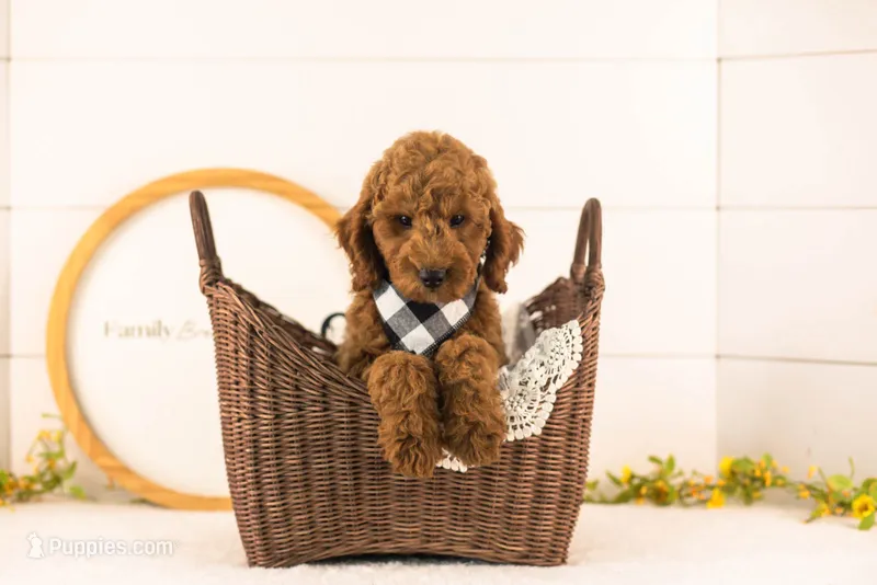 Glacier - mini – Miniature Goldendoodle puppy for sale in Goshen, IN