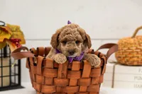 Fuji - Micro, a male Goldendoodle for sale in Goshen, IN – 4 of 4