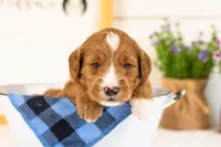 Gouda - Micro, a male Goldendoodle for sale in Goshen, IN – 4 of 4