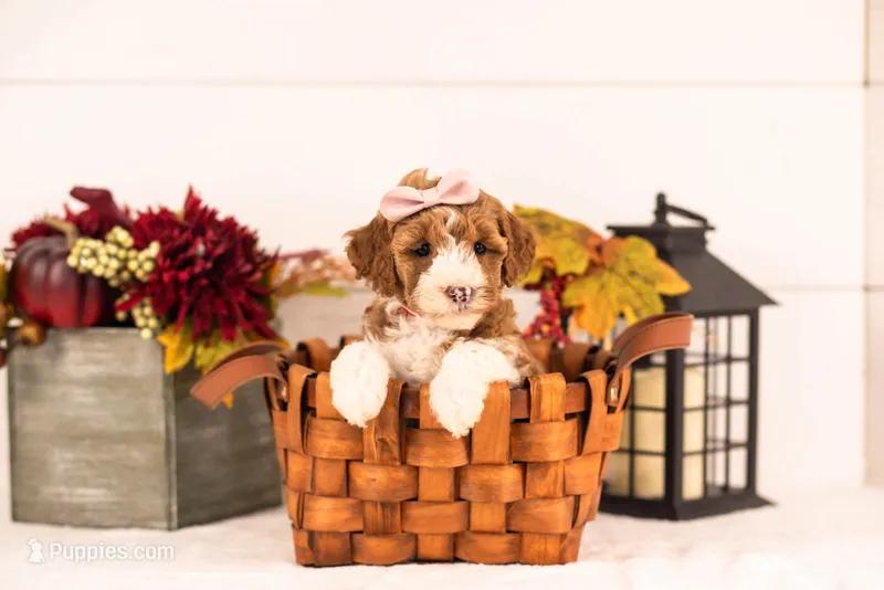 Mets - Toys – Miniature Goldendoodle puppy for sale in Goshen, IN