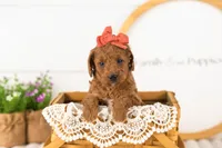 Lexy - Medium, a female Goldendoodle for sale in Goshen, IN – 8 of 10