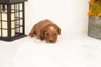 Juniper - Micro, a female Goldendoodle for sale in Goshen, IN – 3 of 4