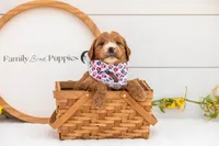Maze - Medium, a male Goldendoodle for sale in Goshen, IN – 4 of 4