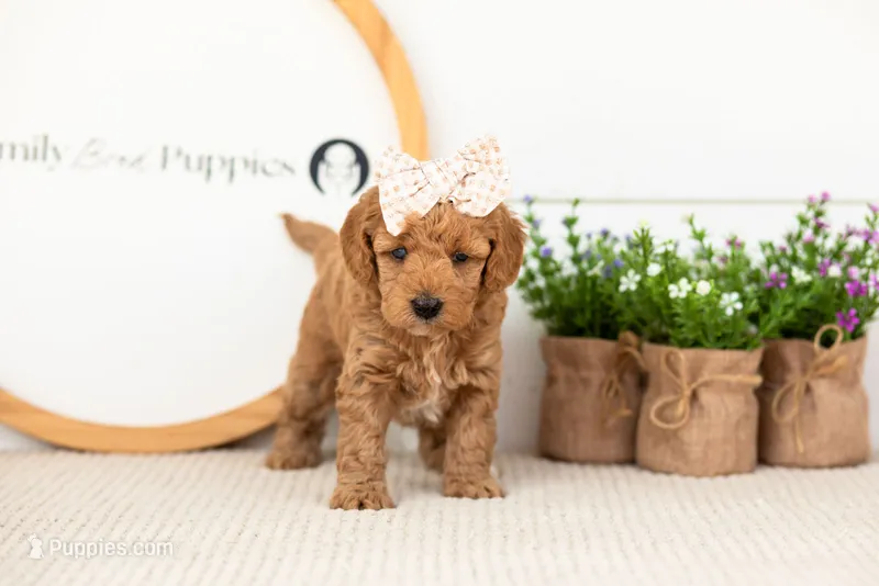 Liberty - Mini – Miniature Goldendoodle puppy for sale in Goshen, IN