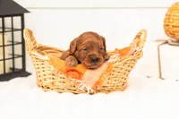 Stan - Micro, a male Goldendoodle for sale in Goshen, IN – 1 of 5