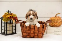 Granny Smith - Micro, a female Goldendoodle for sale in Goshen, IN – 4 of 5