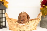 Josiah - Micro, a male Goldendoodle for sale in Goshen, IN – 2 of 4