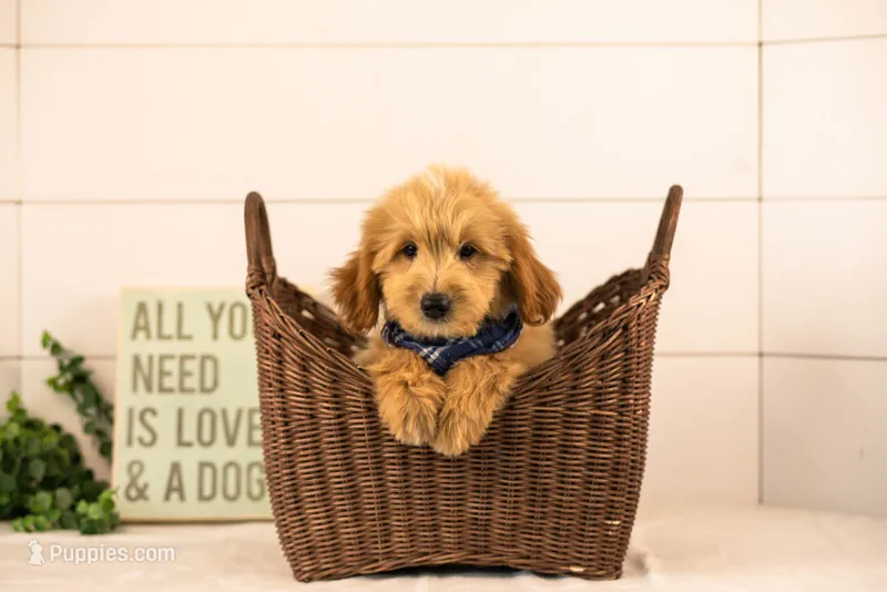 Ethan - Medium – Goldendoodle puppy for sale in Goshen, IN