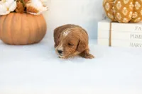 Adam - Mini, a male Goldendoodle for sale in Goshen, IN – 2 of 4