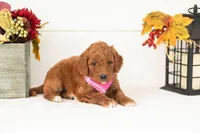 Pooh - Medium, a male Goldendoodle for sale in Goshen, IN – 2 of 4