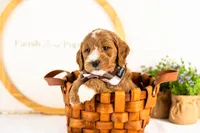 Gouda - Micro, a male Goldendoodle for sale in Goshen, IN – 5 of 10