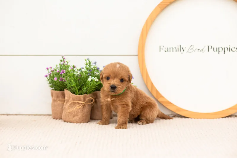 Elijah - Medium – Goldendoodle puppy for sale in Goshen, IN