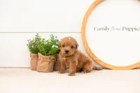 Elijah - Medium, a male Goldendoodle for sale in Goshen, IN – 1 of 7