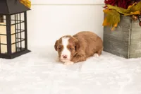 James - Micro, a male Goldendoodle for sale in Goshen, IN – 2 of 4