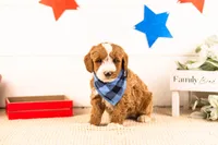 Horatio - Mini, a male Miniature Goldendoodle for sale in Goshen, IN – 2 of 3