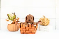 Andre - Mini, a male Goldendoodle for sale in Goshen, IN – 3 of 3