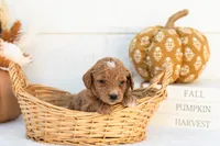 Anna - Mini, a female Goldendoodle for sale in Goshen, IN – 1 of 3