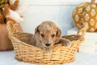 Addyson - Mini, a female Goldendoodle for sale in Goshen, IN – 3 of 3