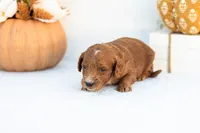 Alonzo - Mini, a male Goldendoodle for sale in Goshen, IN – 2 of 3