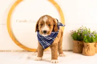 Gruyere - Micro, a male Goldendoodle for sale in Goshen, IN – 6 of 10