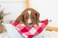 Maddy - Mini, a female Miniature Goldendoodle for sale in Goshen, IN – 4 of 4