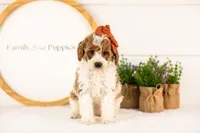 Lucy - Medium, a female Goldendoodle for sale in Goshen, IN – 4 of 9