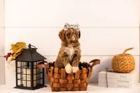 Tatra - Medium, a female Goldendoodle for sale in Goshen, IN – 4 of 4