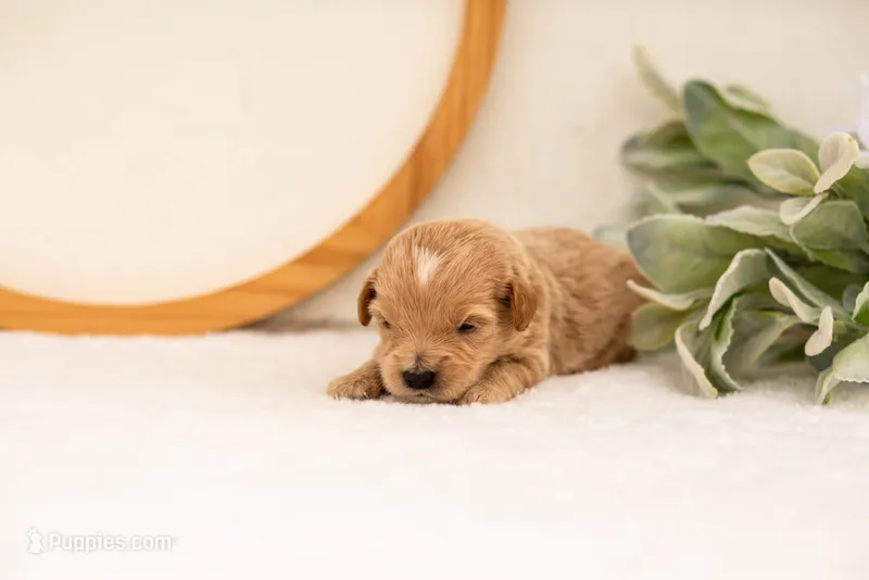 Ethan - Medium – Goldendoodle puppy for sale in Goshen, IN