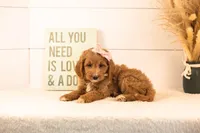 Veah - Medium, a female Goldendoodle for sale in Goshen, IN – 3 of 6