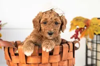 Lottie - Medium, a female Goldendoodle for sale in Goshen, IN – 2 of 4