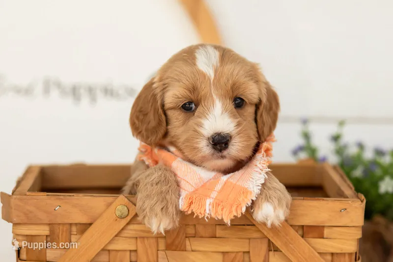 Blaze - Mini – Miniature Goldendoodle puppy for sale in Goshen, IN