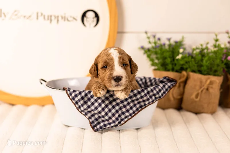 Lanie - Medium – Goldendoodle puppy for sale in Goshen, IN