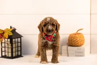 Alps - Medium, a male Goldendoodle for sale in Goshen, IN – 4 of 5