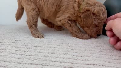 Butterfly - Mini, a female Goldendoodle for sale in Goshen, IN – 4 of 4