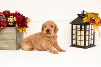 Scarecrow - Medium, a male Goldendoodle for sale in Goshen, IN – 3 of 5