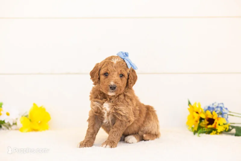 Saffron - Medium – Goldendoodle puppy for sale in Goshen, IN