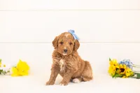 Saffron - Medium, a female Goldendoodle for sale in Goshen, IN – Photo 1 of 3