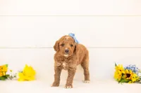Saffron - Medium, a female Goldendoodle for sale in Goshen, IN – Photo 2 of 3