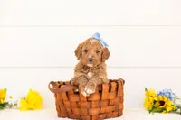 Saffron - Medium, a female Goldendoodle for sale in Goshen, IN – Photo 3 of 3